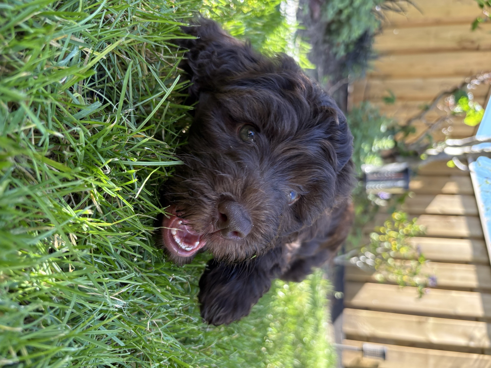 Chocoladekleurige Australian Labradoodle pup op een zachte deken